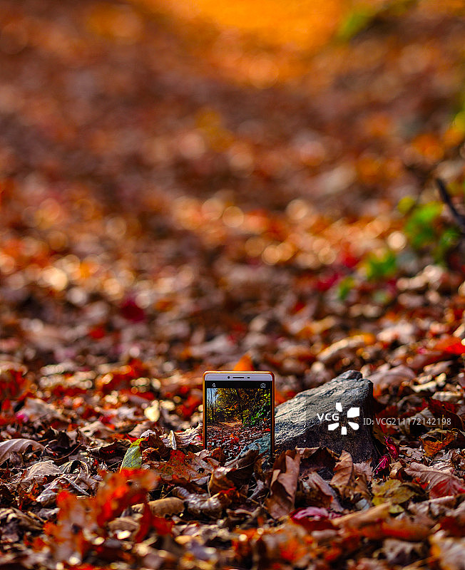 加拿大落叶风景图片素材