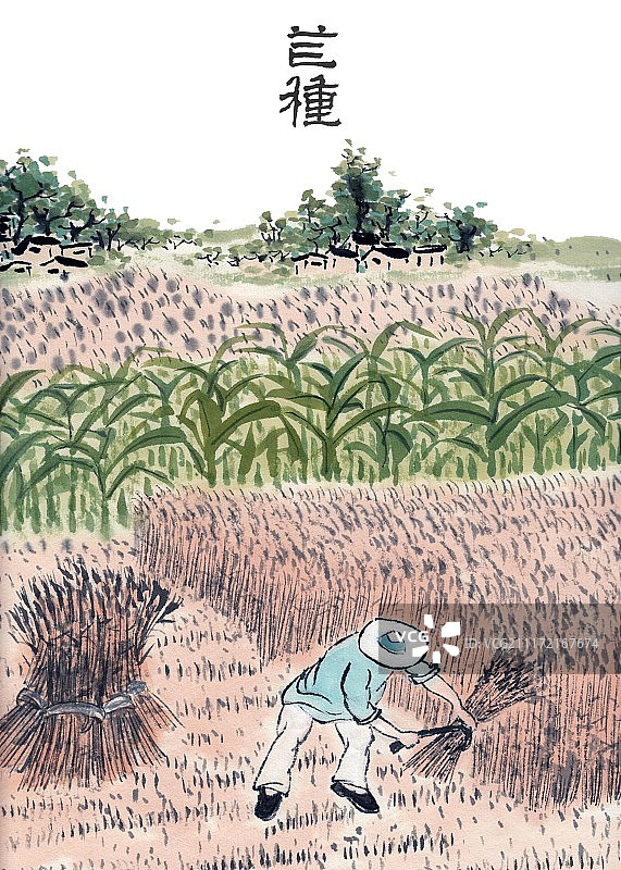 手绘水墨插画二十四节气之芒种图片素材