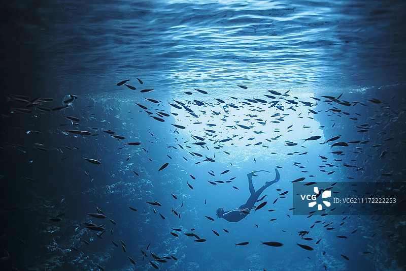 年轻女子在汤加太平洋瓦瓦乌鱼群中水下浮潜图片素材