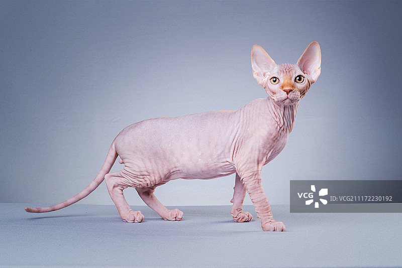 斯芬克斯无毛猫图片素材