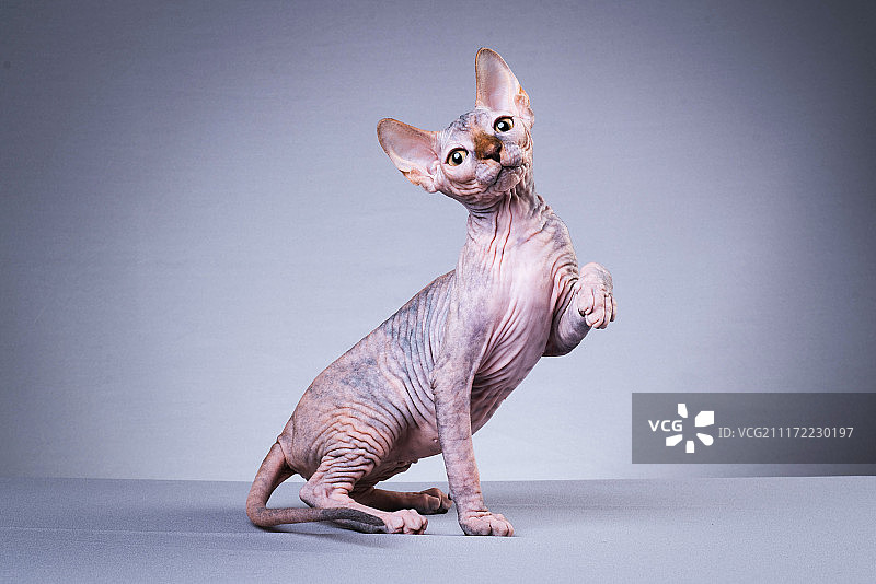 斯芬克斯无毛猫图片素材