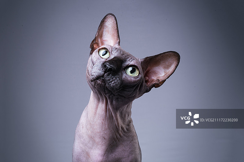 斯芬克斯无毛猫图片素材