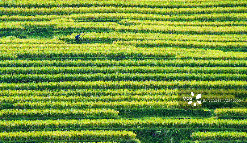 贵州省榕江县农田图片素材