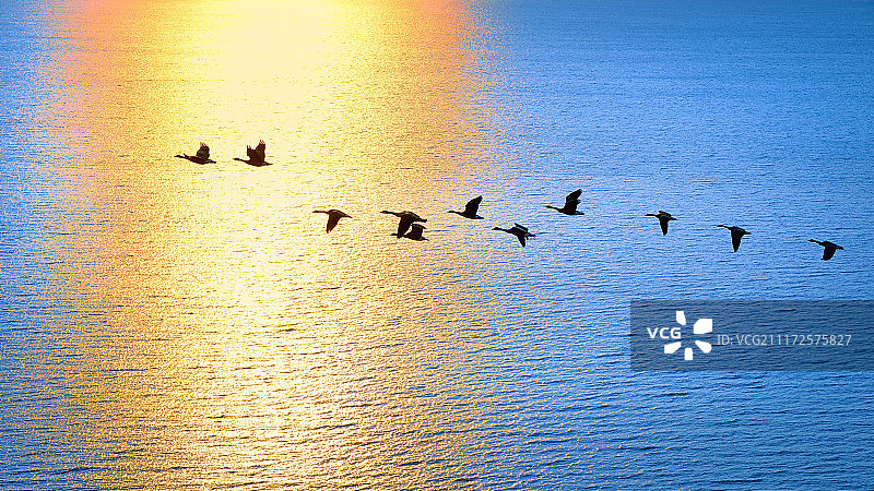 迎着旭日飞翔鸟群图片素材