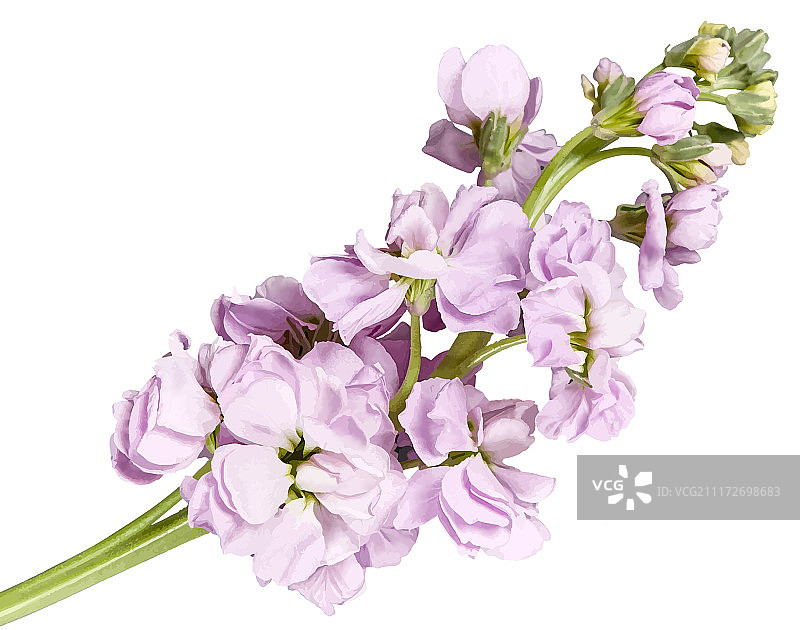 超写实紫花手绘插画图片素材