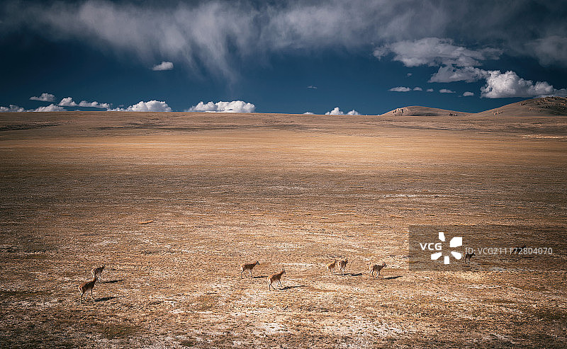 藏羚羊群图片素材