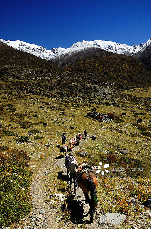 游走在西藏来古冰川的马队图片素材