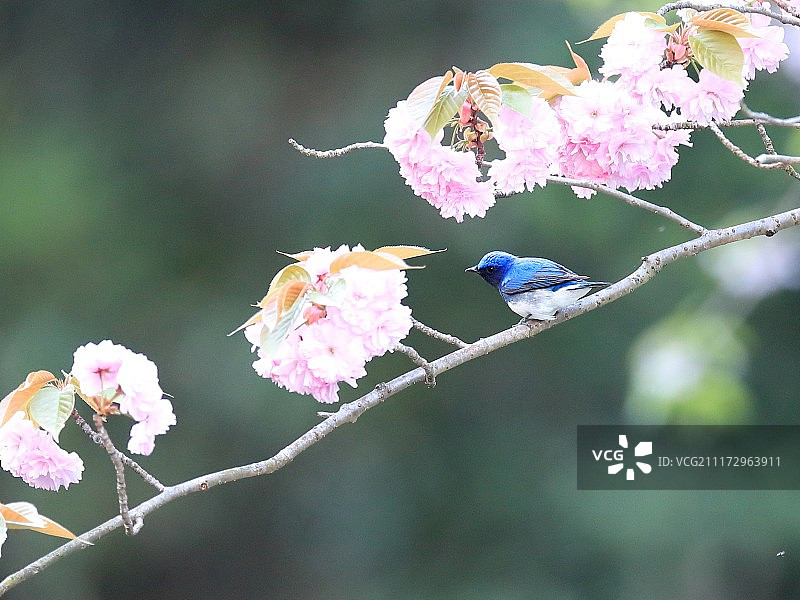 树枝上鸟的近景图片素材