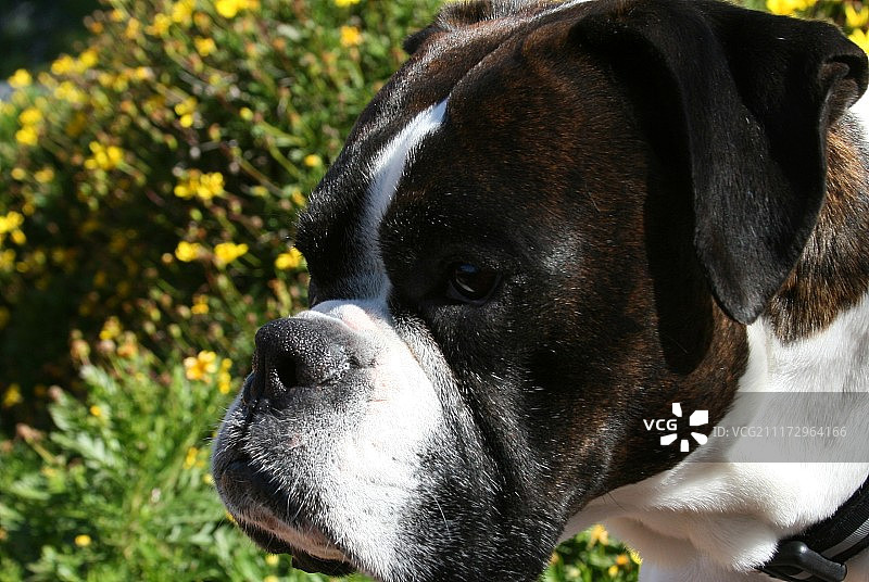 拳师犬头像图片素材