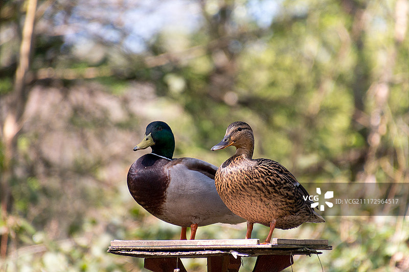两人餐桌图片素材
