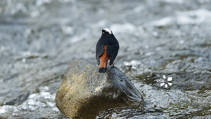 岩石上的鸟类景观图片素材