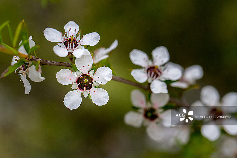 麦卢卡树图片素材