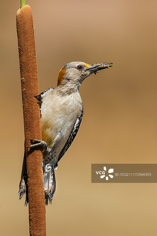 金色额头的啄木鸟图片素材