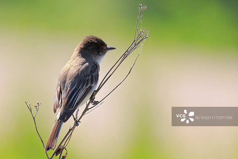 菲比东部图片素材
