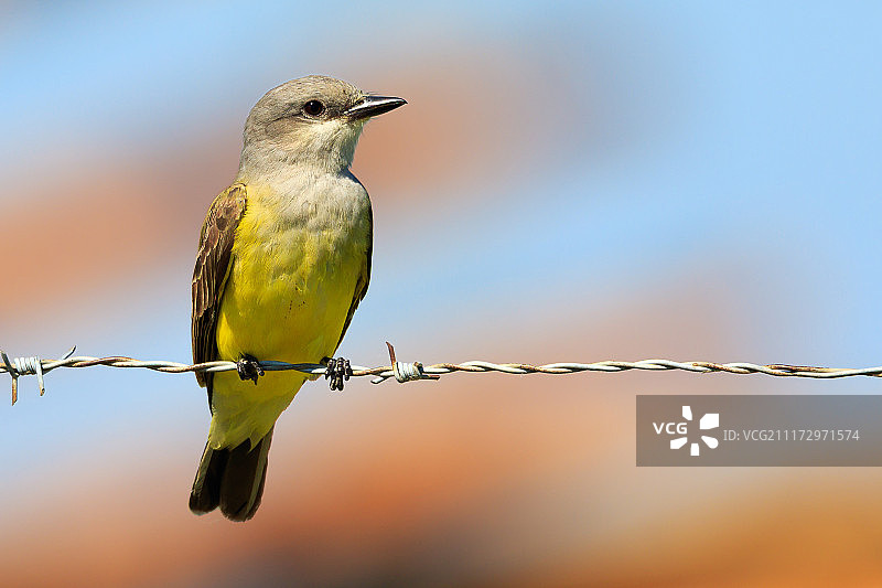 西部王鹟图片素材