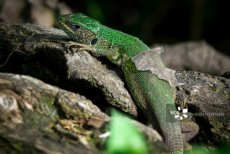 欧洲绿蜥蜴（Lacerta viridis）的特写图片素材