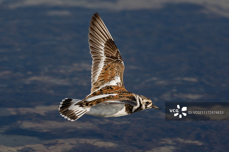 特写：飞翔的翻石鹬图片素材