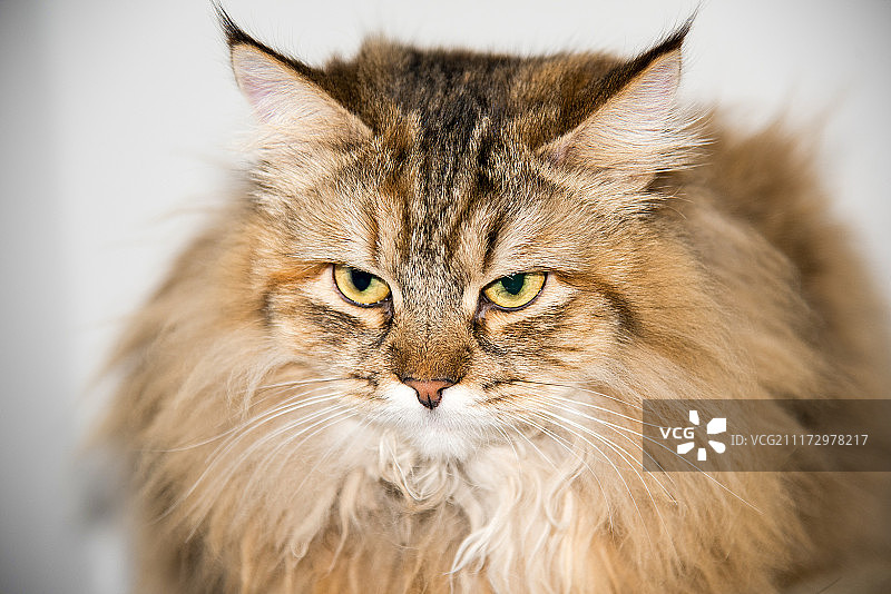 西伯利亚猫肖像图片素材