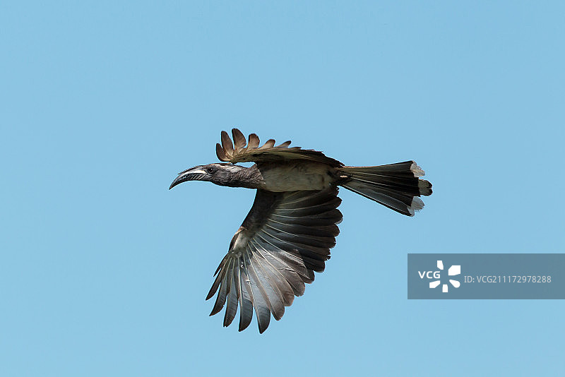 飞行中的非洲灰犀鸟图片素材