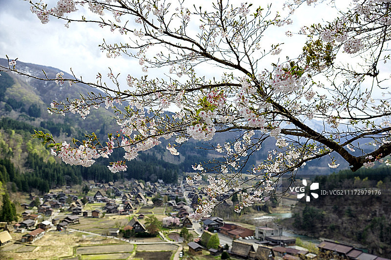 白川乡和五箇山历史村落的房屋前的盛开樱花图片素材