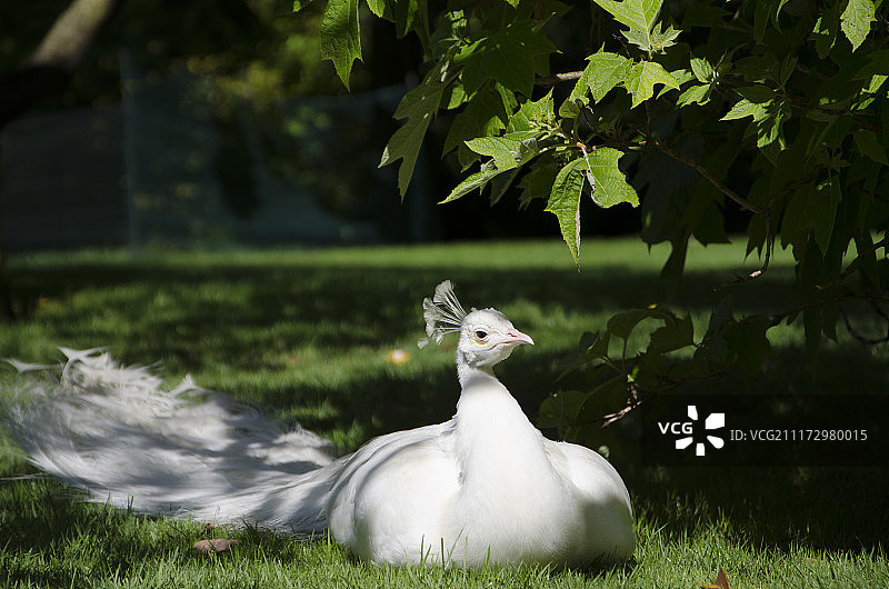 白色孔雀特写图片素材