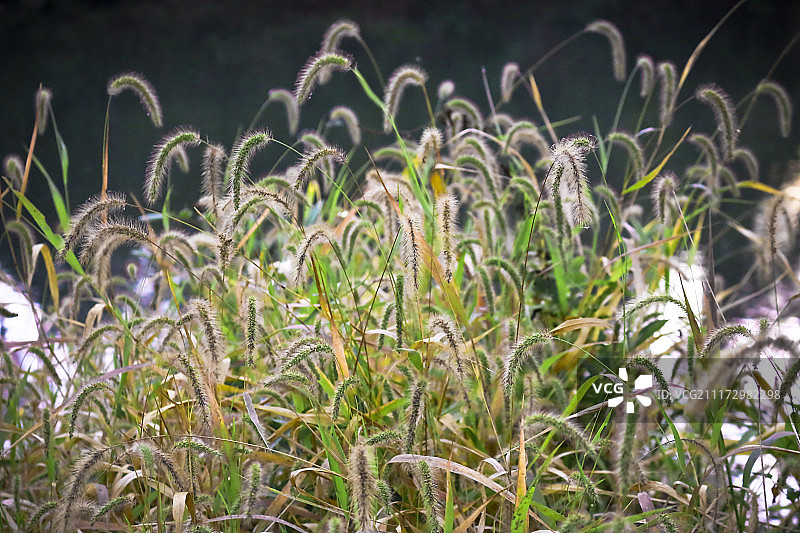 池塘附近高草特写图片素材