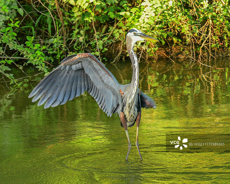 支流双子图片素材
