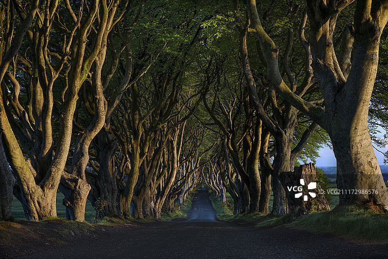 道路两旁大树林立的景色图片素材