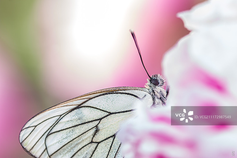 特写的蝴蝶图片素材