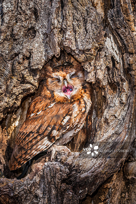 东美角鸮打哈欠图片素材