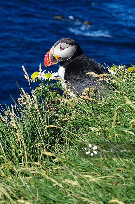 角嘴海雀图片素材