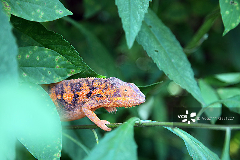 豹变色龙雌性图片素材