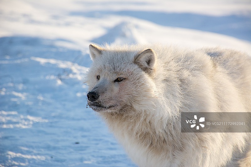 埃尔斯米尔岛上的北极狼图片素材