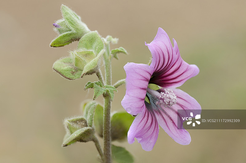 盛开的蜀葵特写图片素材