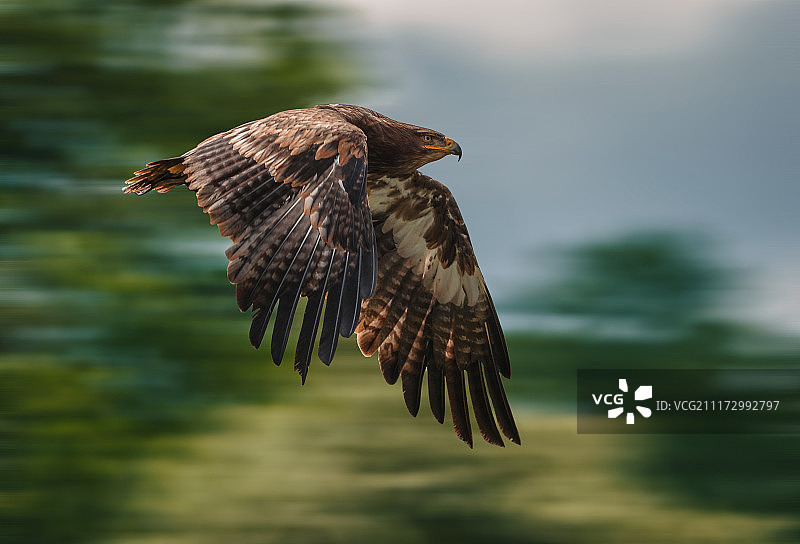 草原雕图片素材