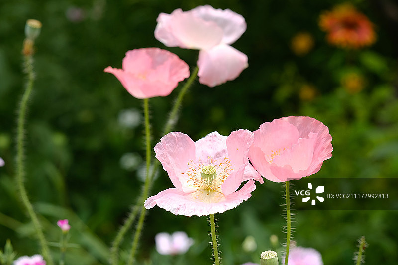 虞美人图片素材