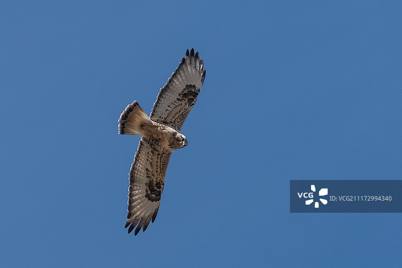毛腿金雕飞行图片素材