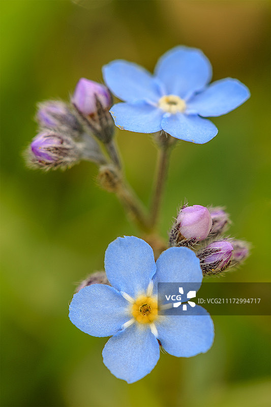 勿忘我花朵特写图片素材