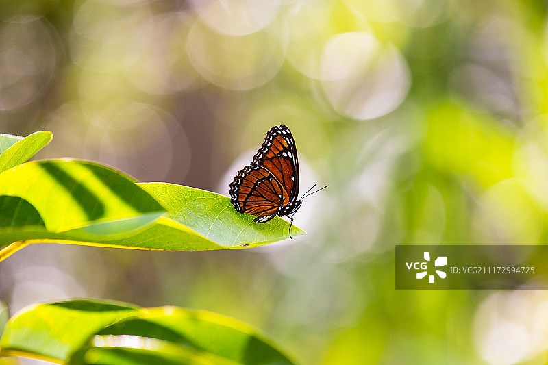 模仿君主斑蝶：宛如舞台上的明星图片素材