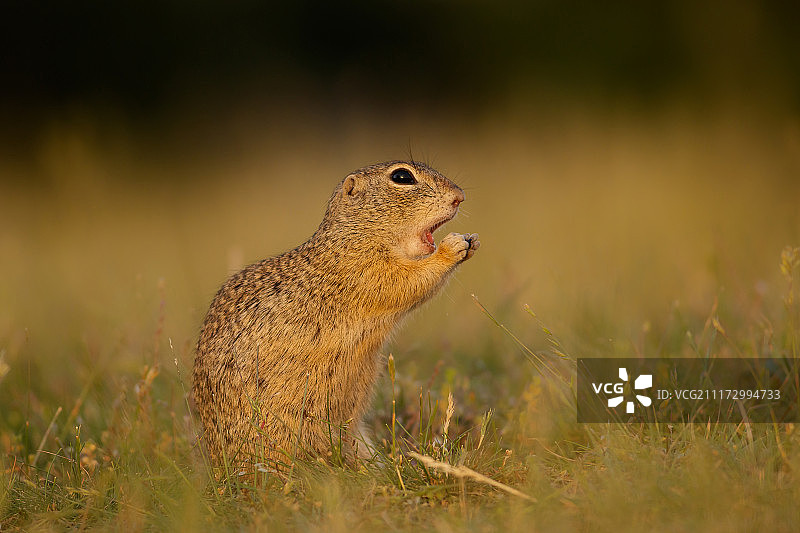 地鼠特写图片素材