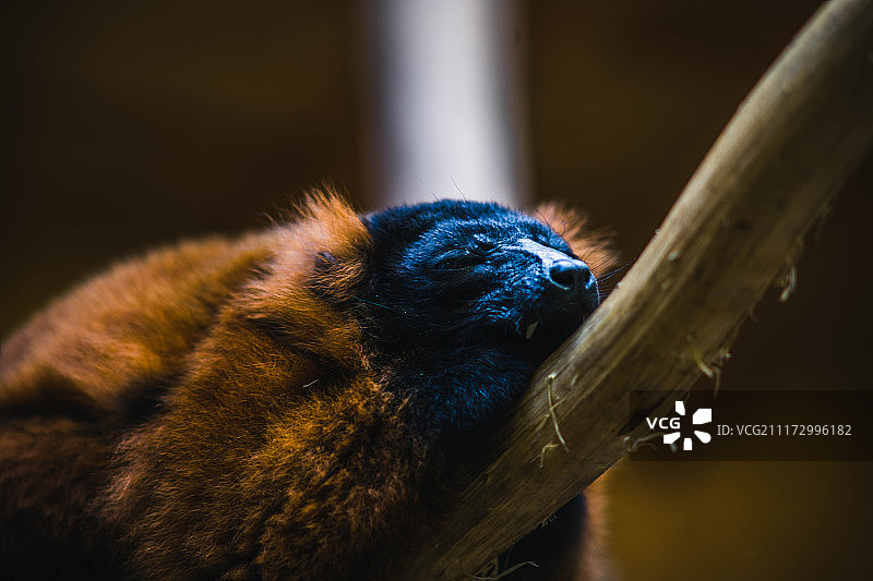 栖息在树枝上睡觉的红色领狐猴图片素材