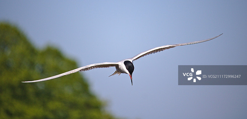 普通燕鸥图片素材