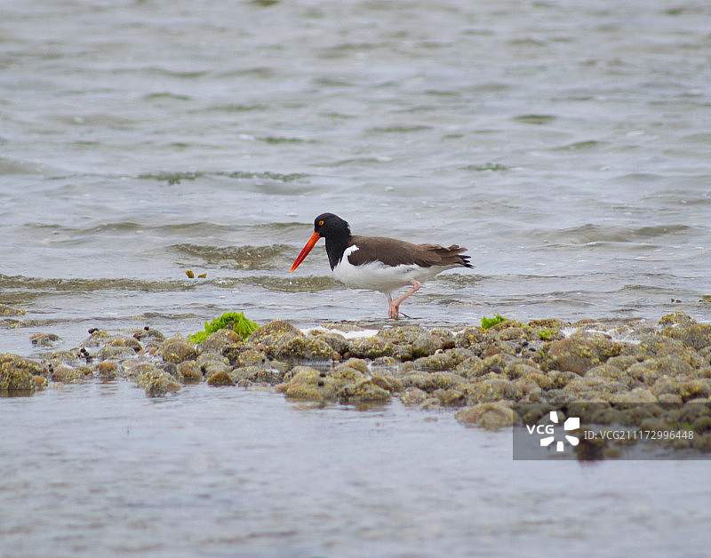 美洲蛎鹬图片素材