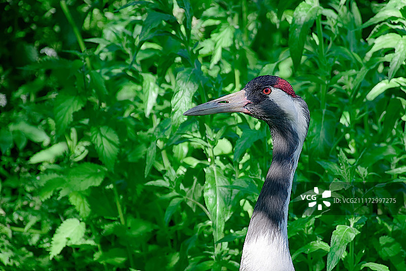 沙丘鹤图片素材