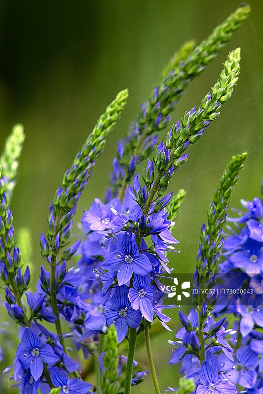 紫花植物野外特写图片素材