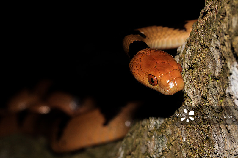 半环猪鼻蛇图片素材
