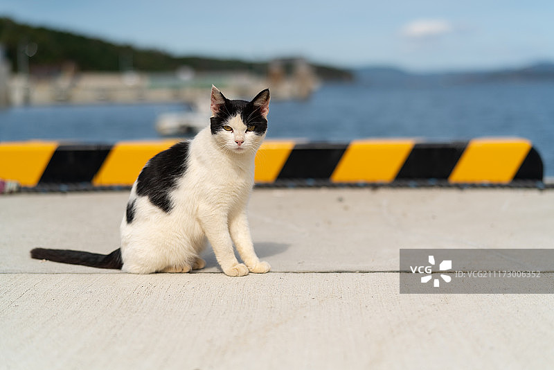 坐在海岸边的猫咪肖像图片素材
