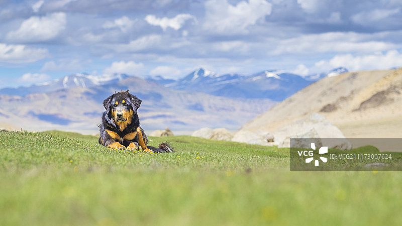 高山犬图片素材