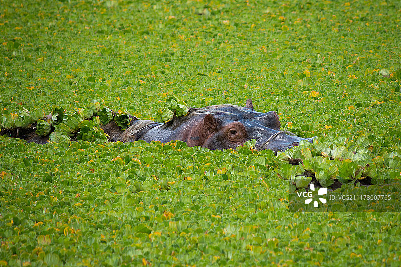 躲藏中的河马图片素材