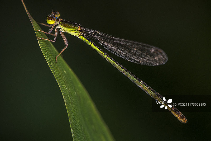 叶子上的蜻蜓图片素材